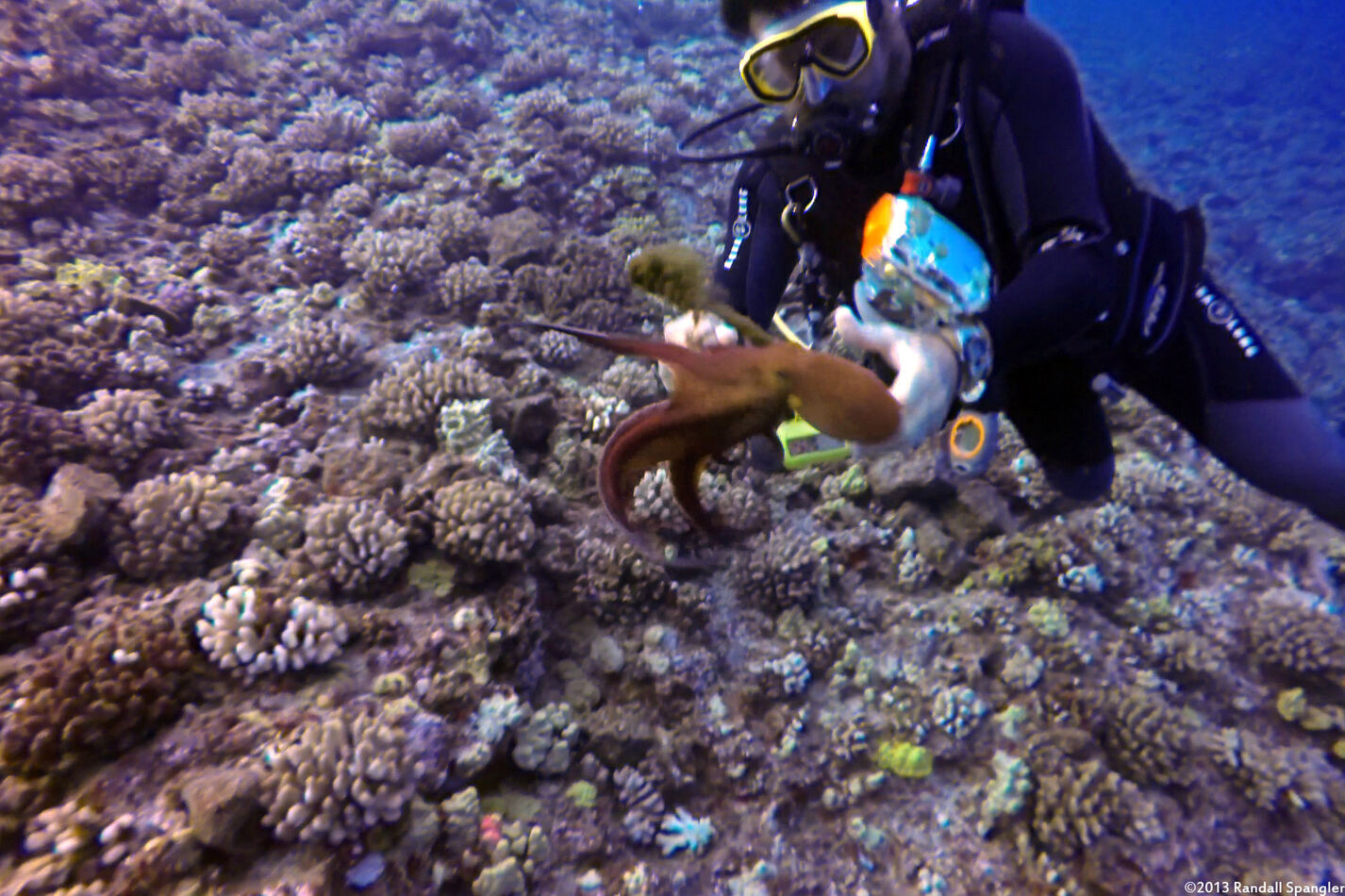 Octopus cyanea (Day Octopus); Scared octopus shooting ink