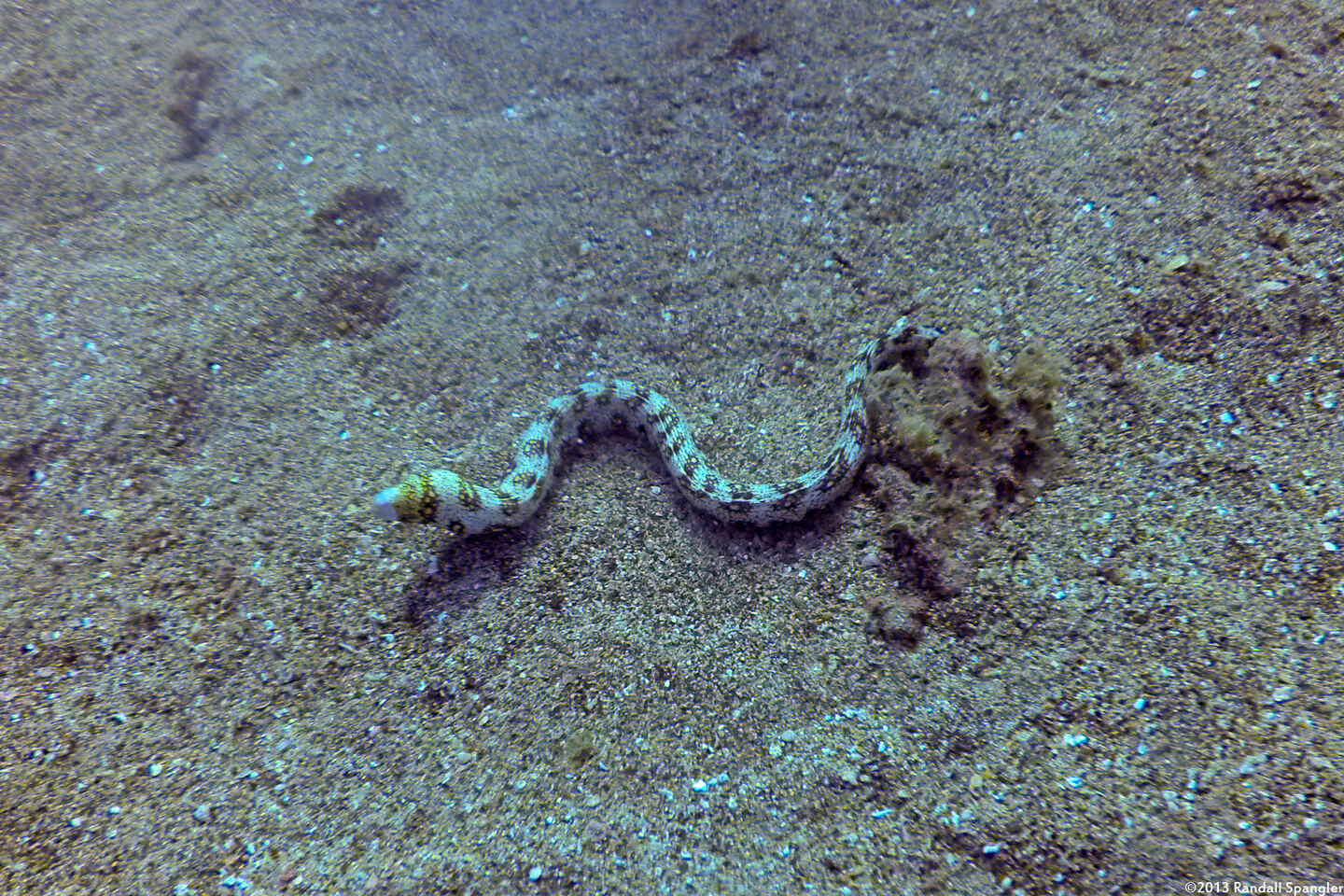 Echidna nebulosa (Snowflake Moray)
