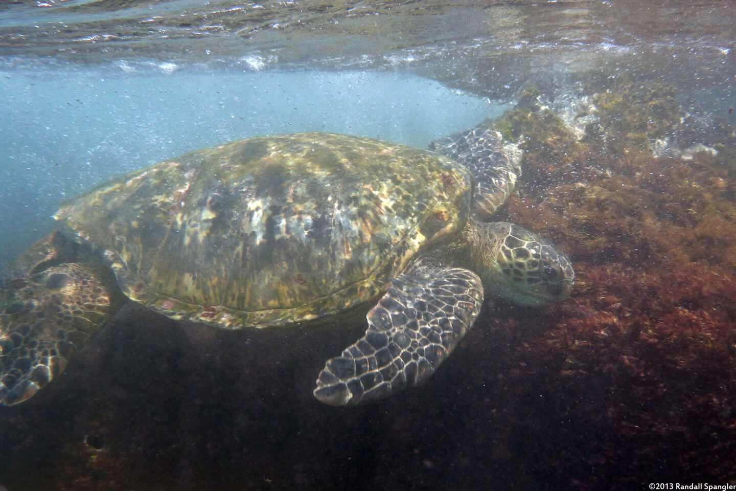 Chelonia mydas (Green Sea Turtle)