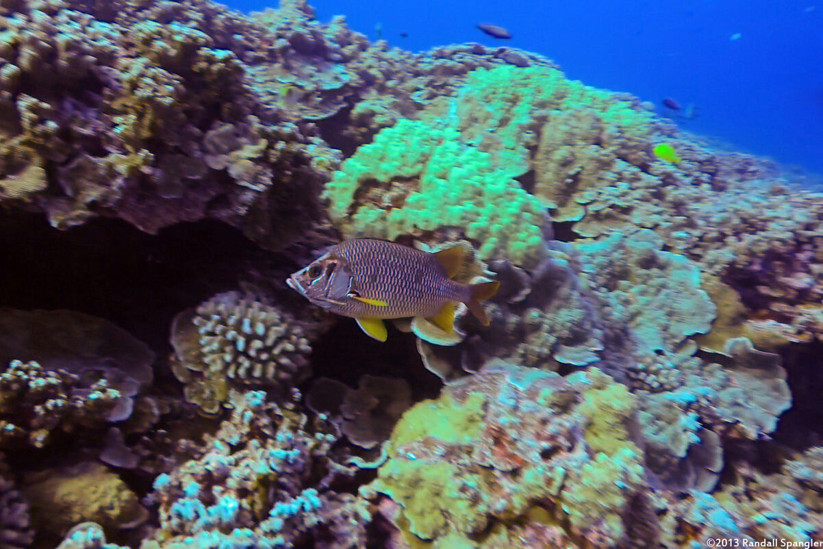 Sargocentron spiniferum (Sabre Squirrelfish)