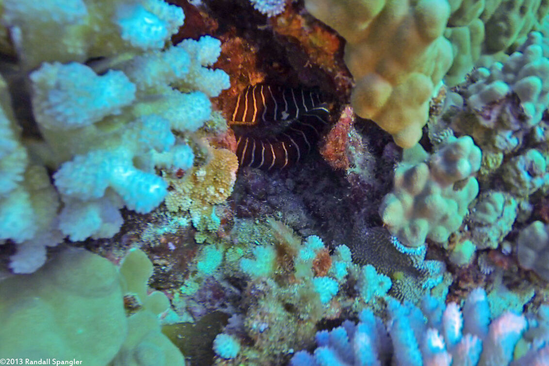 Gymnomuraena zebra (Zebra Moray)