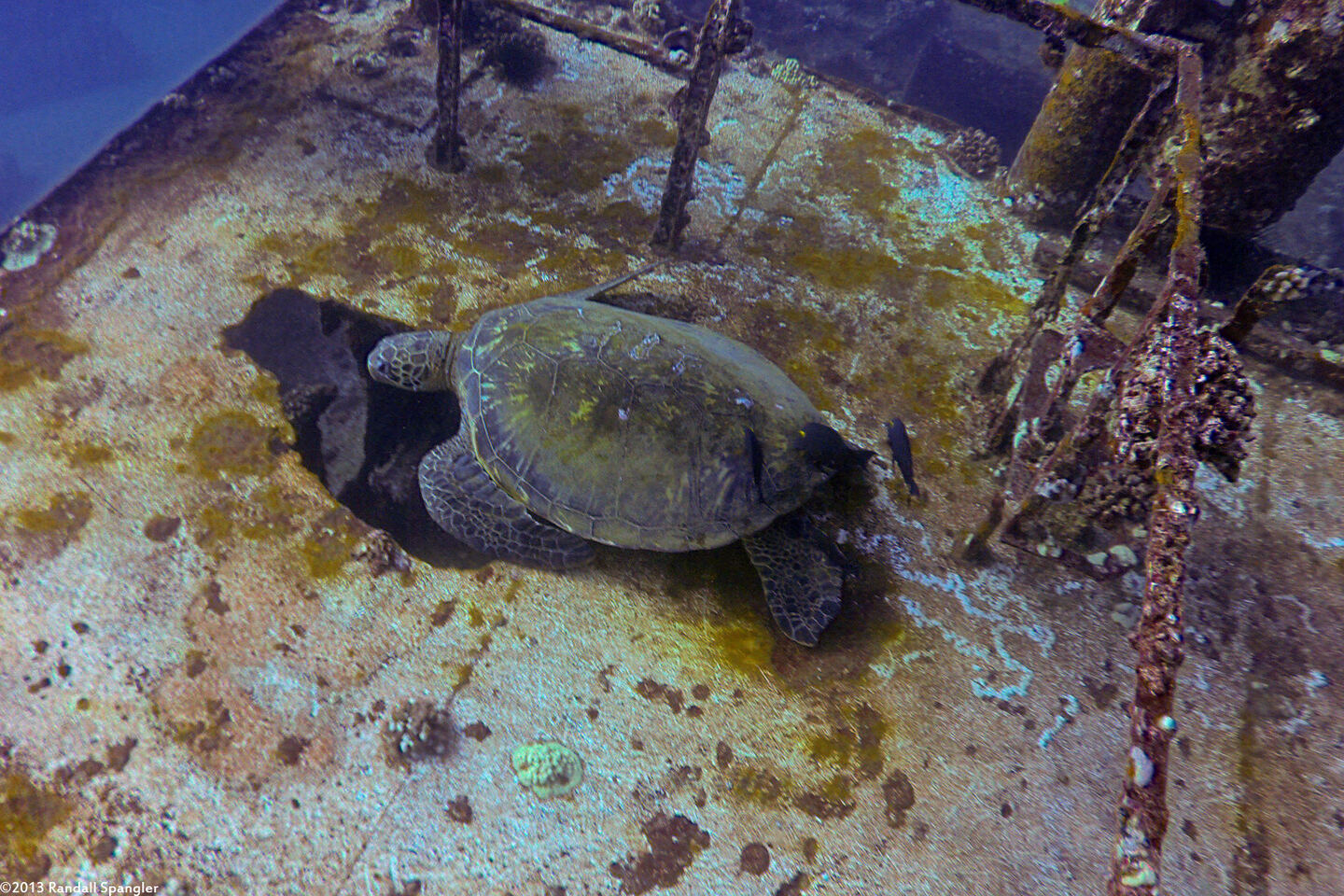 Ctenochaetus strigosus (Goldring Surgeonfish)