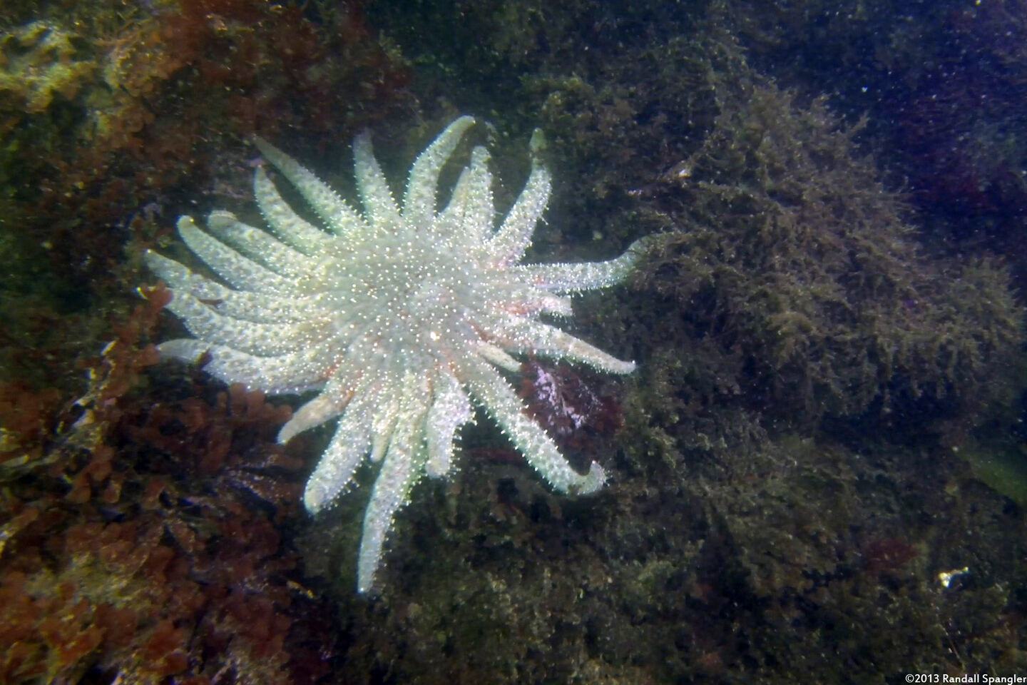Pycnopodia helianthoides (Sunflower Star)