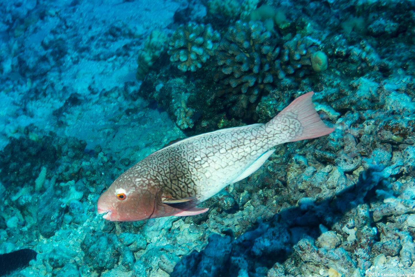 Scarus rubroviolaceus (Redlip Parrotfish)