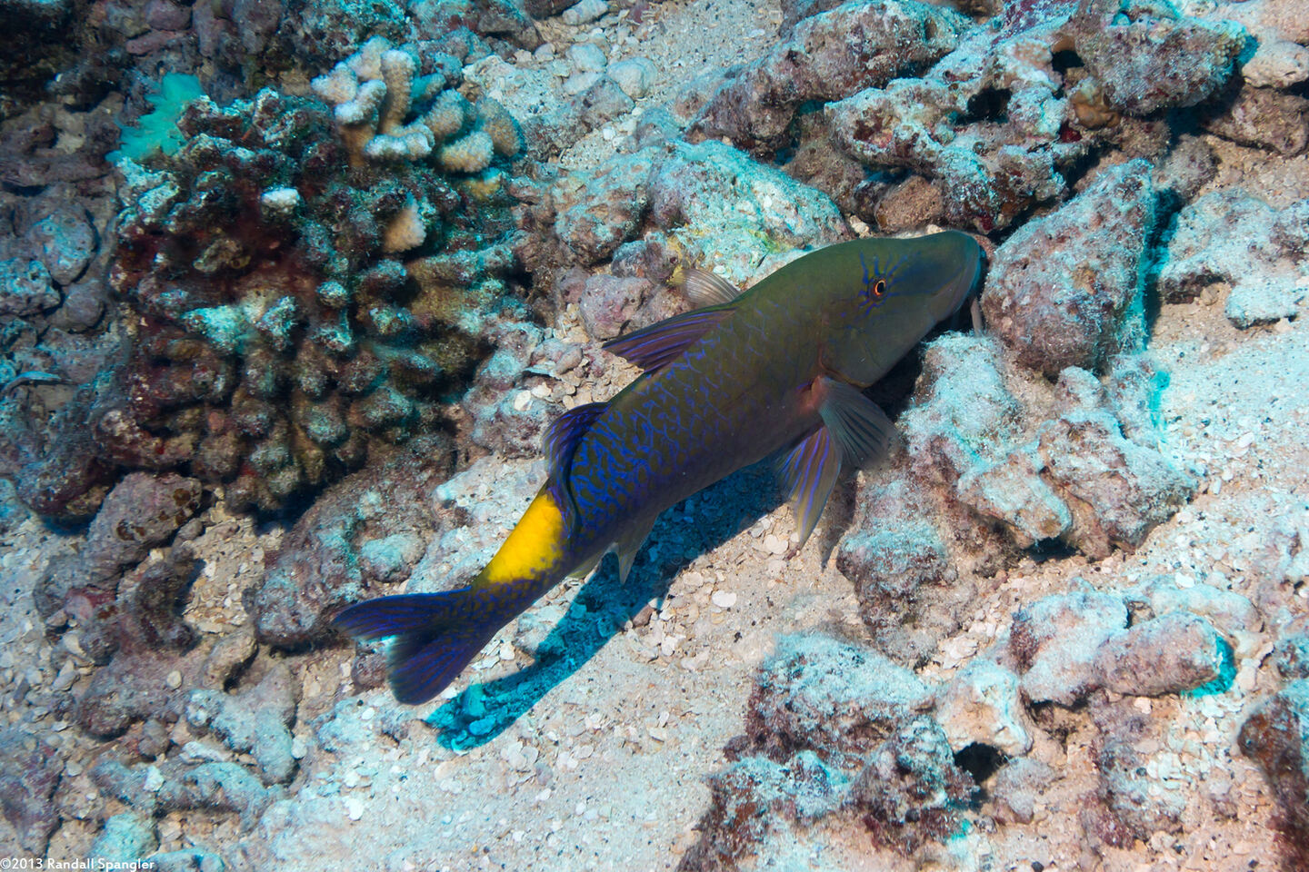 Parupeneus cyclostomus (Goldsaddle Goatfish)