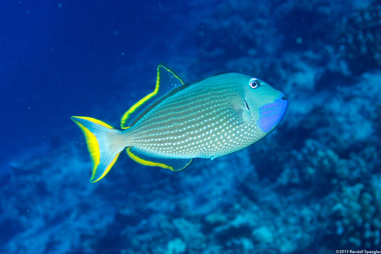 Xanthichthys auromarginatus (Gilded Triggerfish)