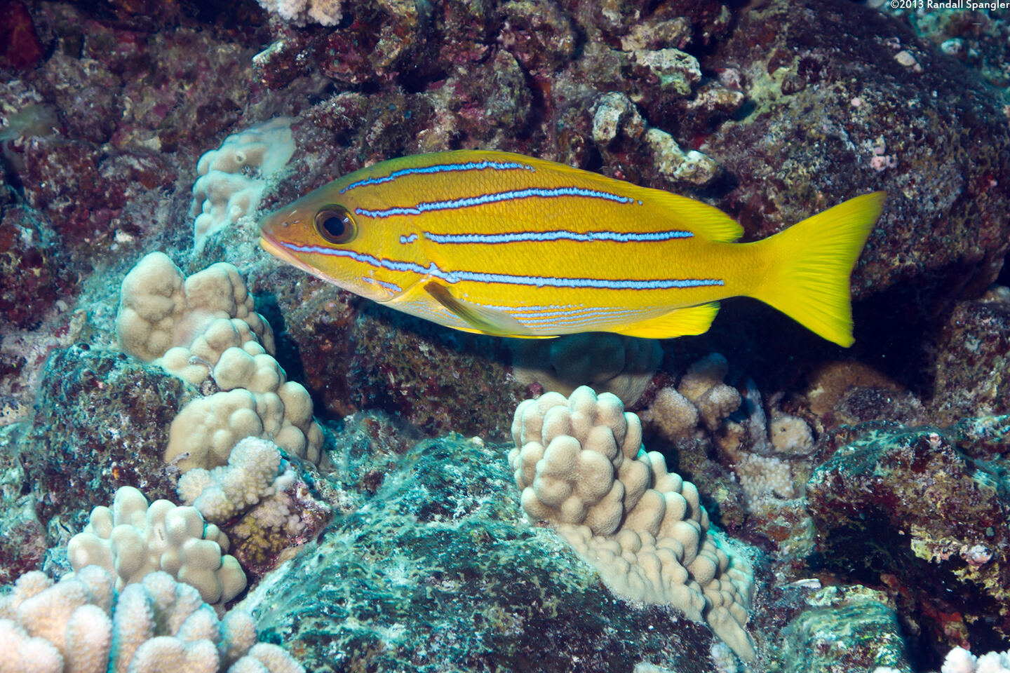 Lutjanus kasmira (Bluestripe Snapper)