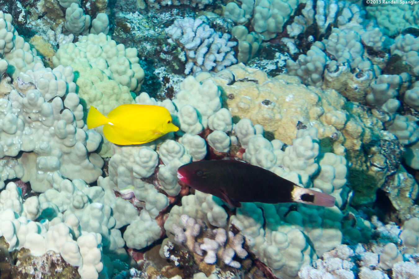 Chlorurus spilurus (Bullethead Parrotfish)