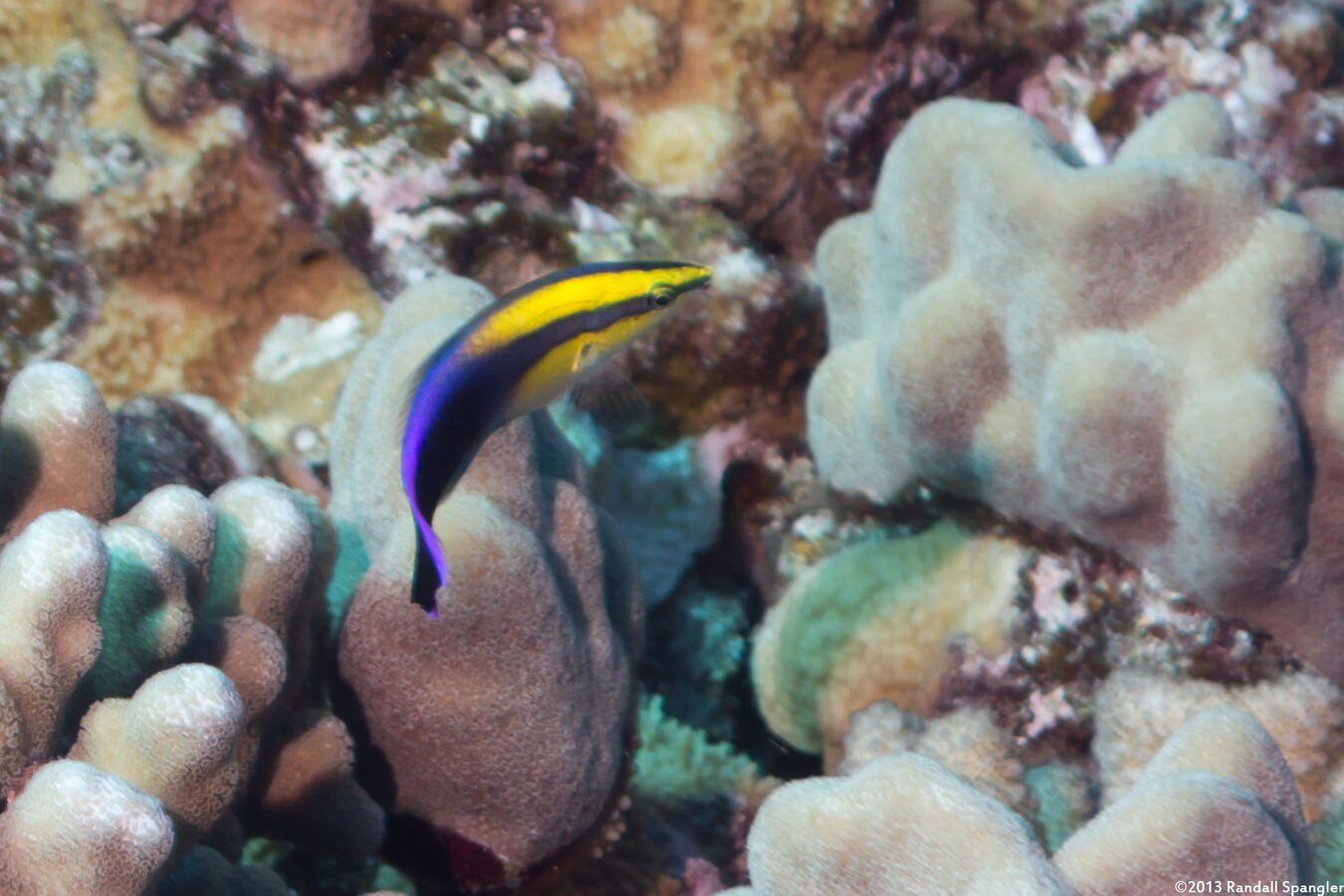 Labroides phthirophagus (Hawaiian Cleaner Wrasse)