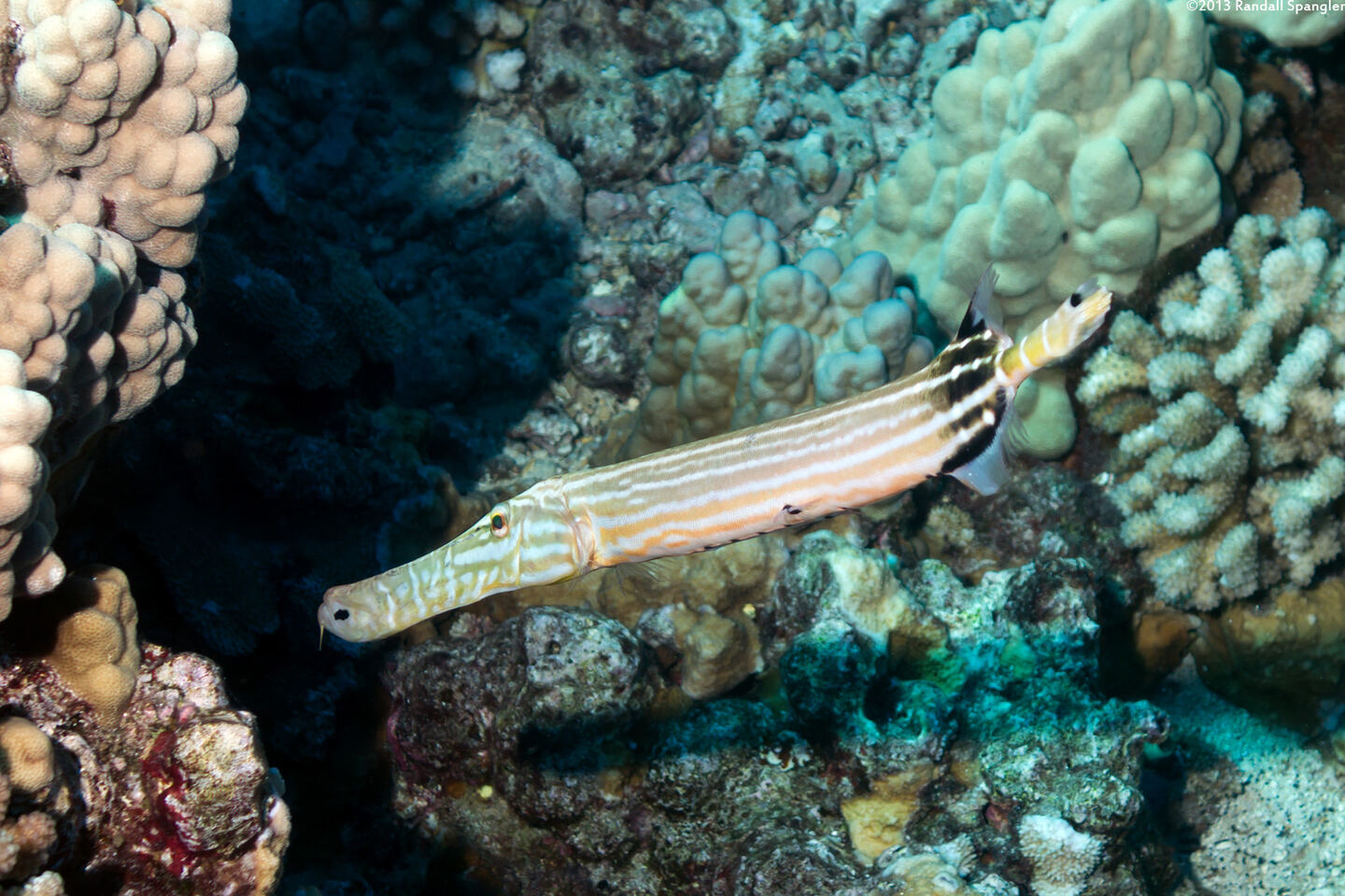 Aulostomus chinensis (Trumpetfish)