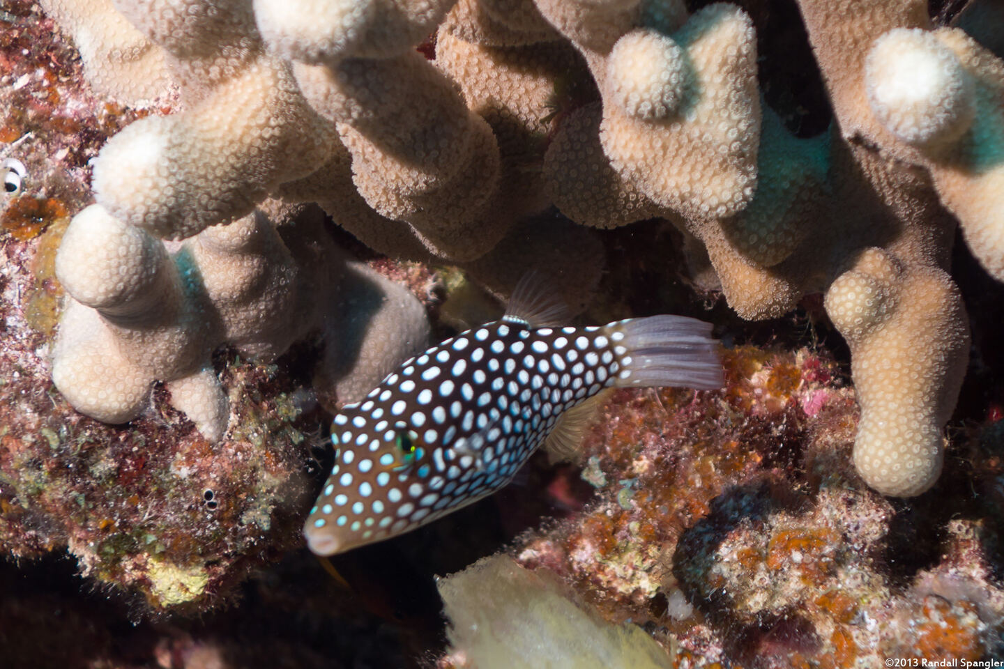 Canthigaster jactator (Hawaiian Whitespotted Toby)