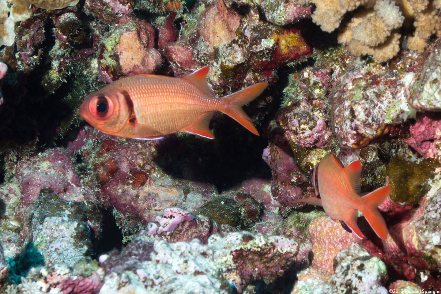 Myripristis kuntee (Pearly Soldierfish)