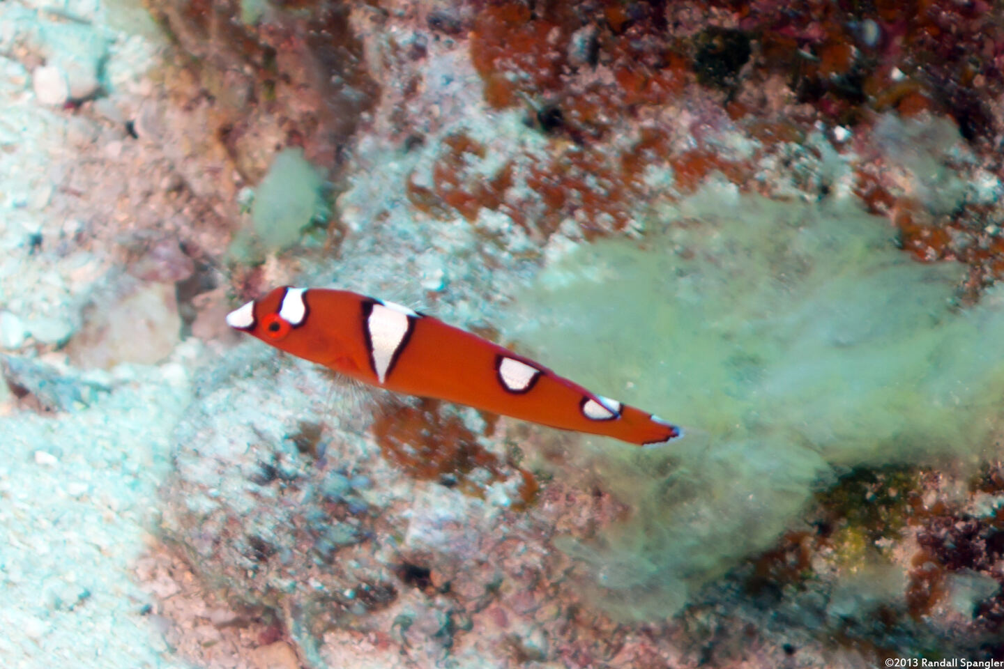 Coris gaimard (Yellowtail Coris)