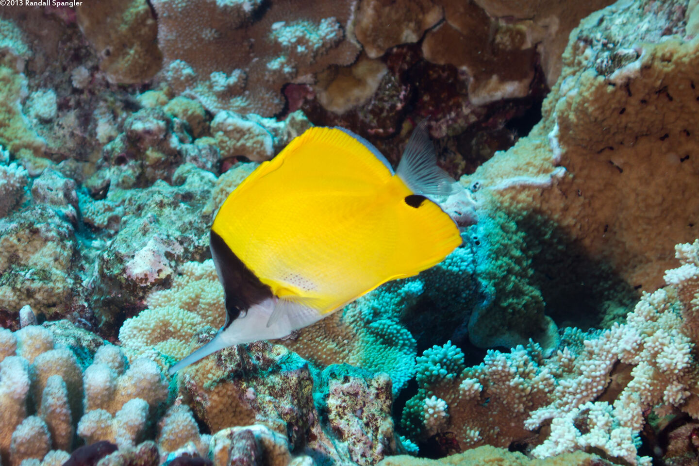 Forcipiger longirostris (Big Longnose Butterflyfish)