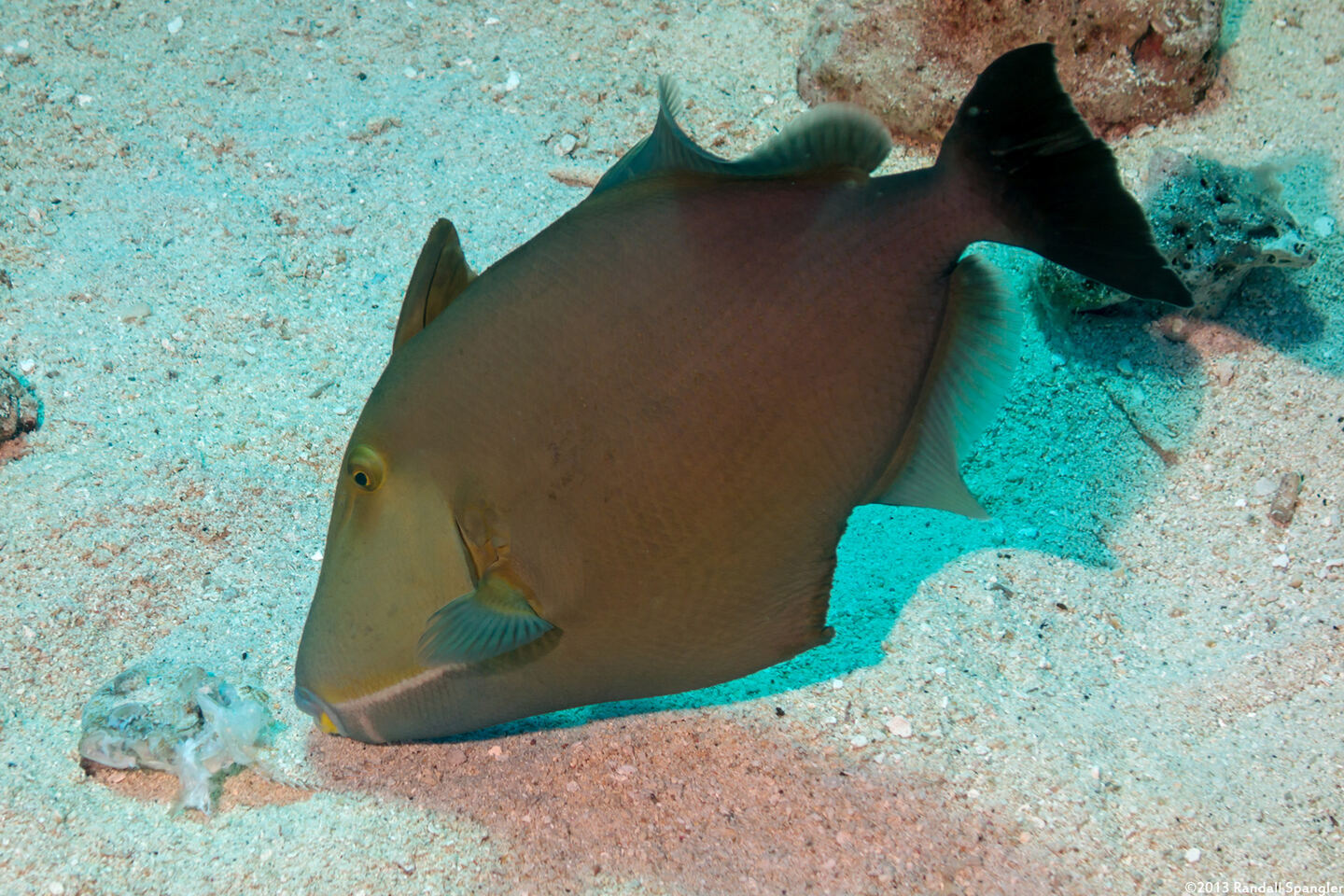 Sufflamen fraenatum (Bridled Triggerfish)
