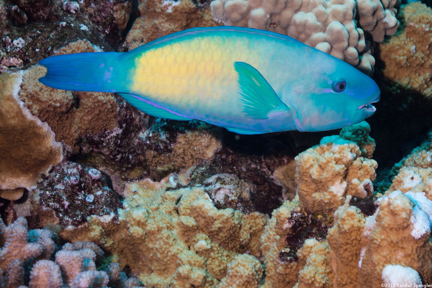 Chlorurus spilurus (Bullethead Parrotfish)