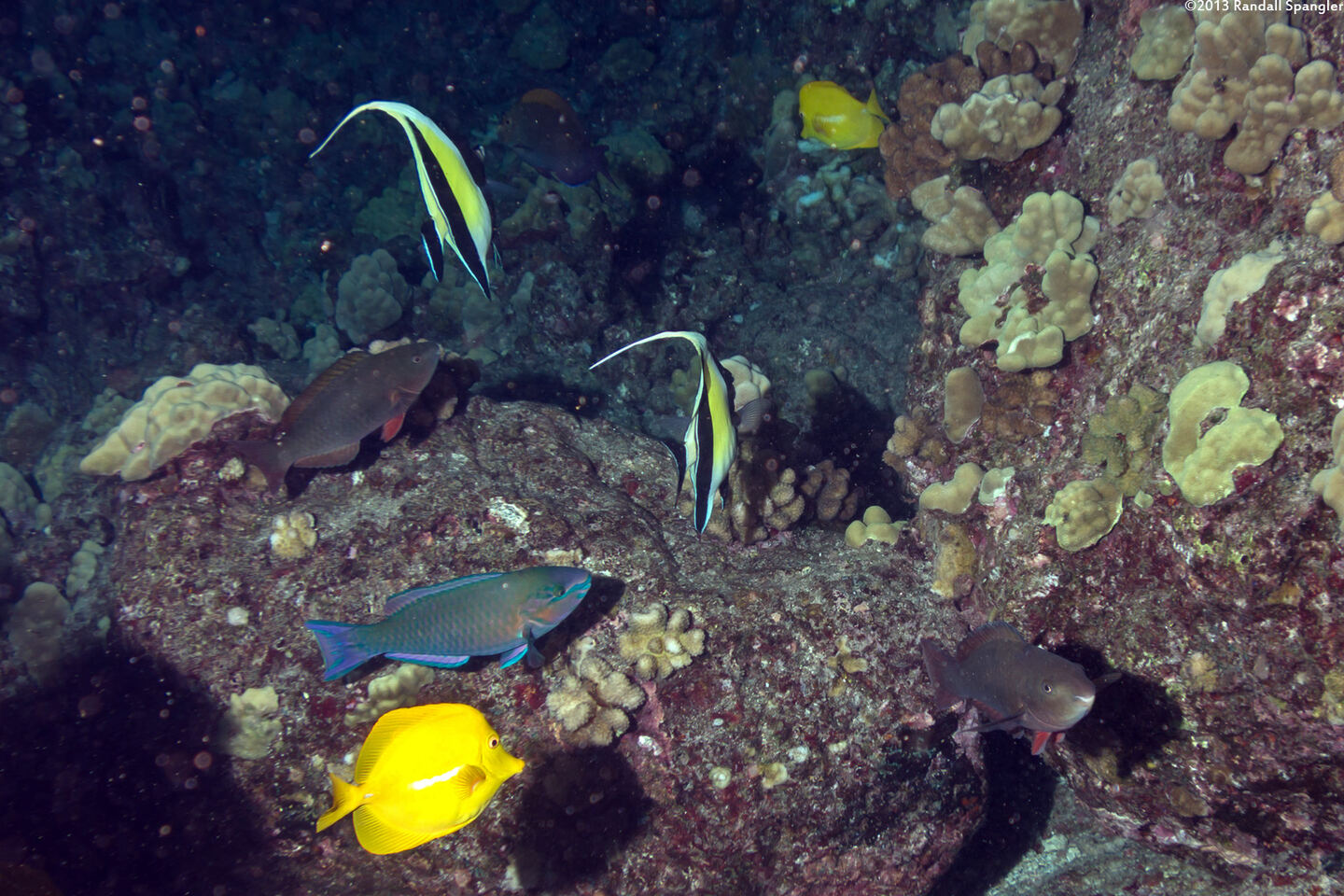 Scarus psittacus (Palenose Parrotfish)