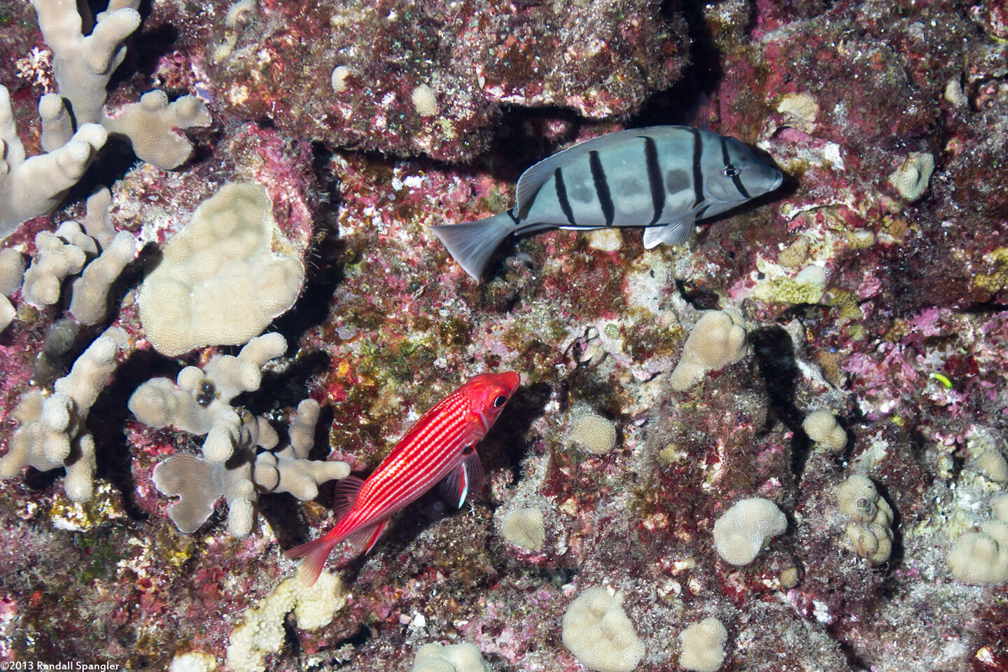 Sargocentron diadema (Crown Squirrelfish)