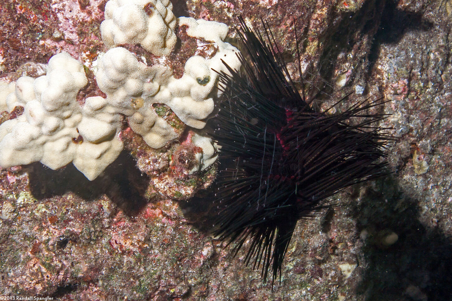 Echinothrix calamaris (Double-Spined Urchin)