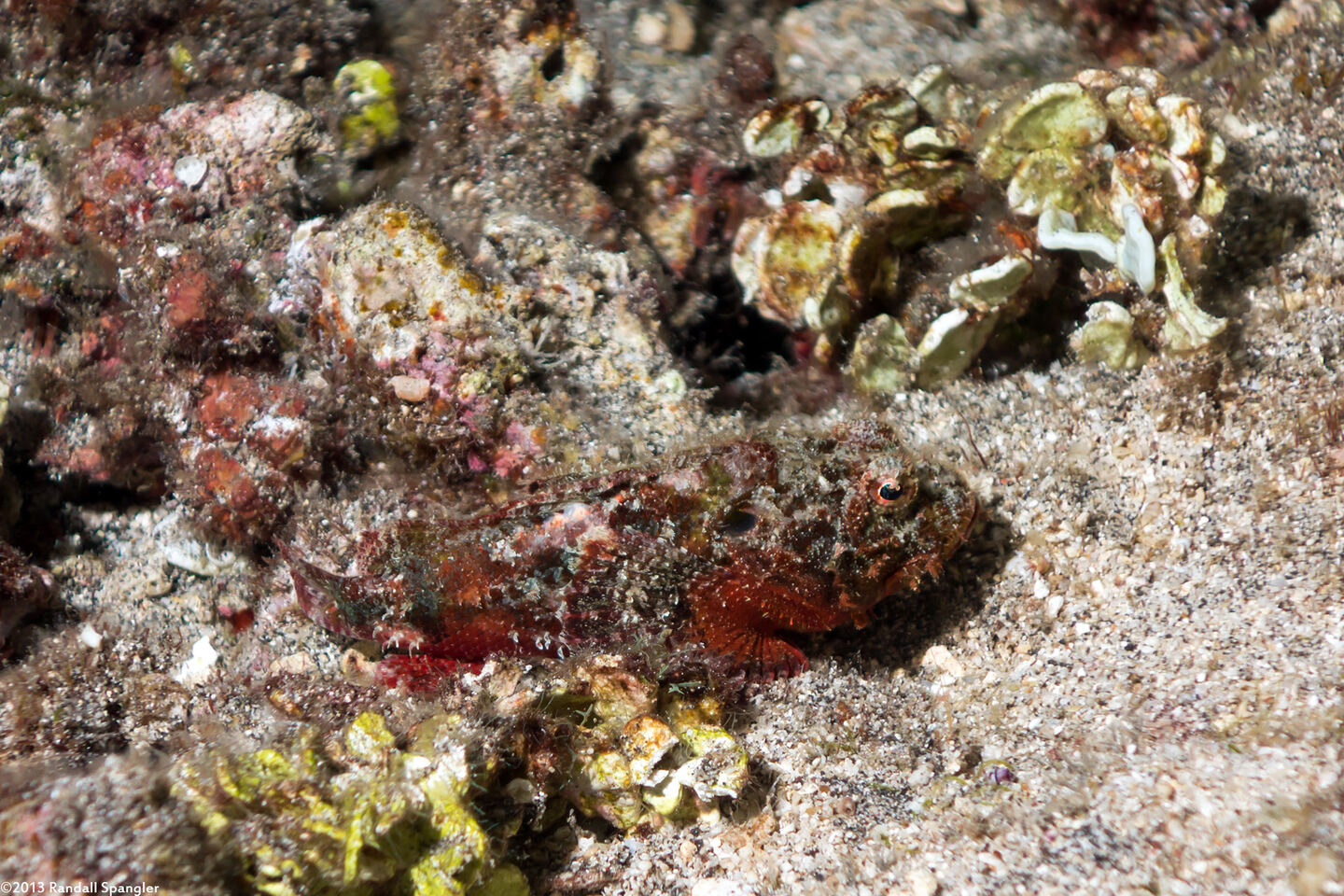Scorpaenopsis brevifrons (Shortsnout Scorpionfish)