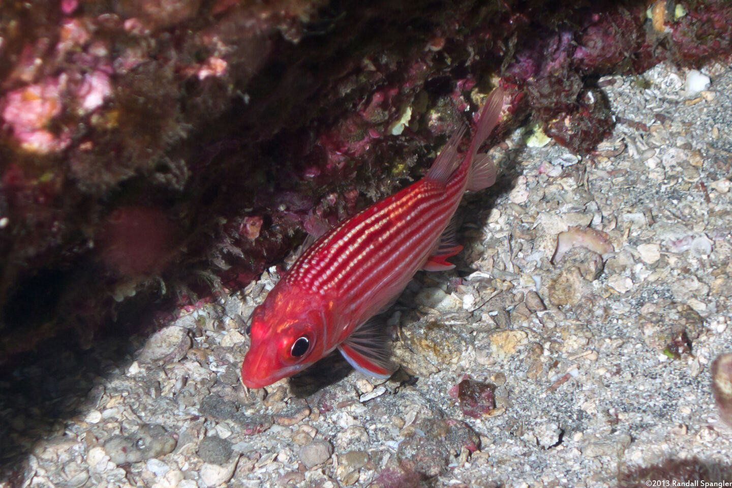Sargocentron xantherythrum (Hawaiian Squirrelfish)
