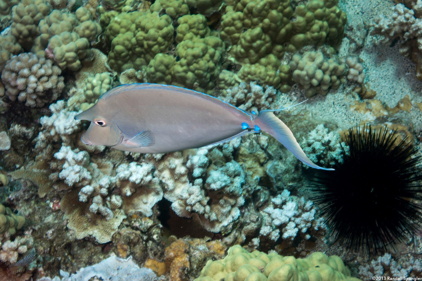 Naso unicornis (Bluespine Unicornfish)