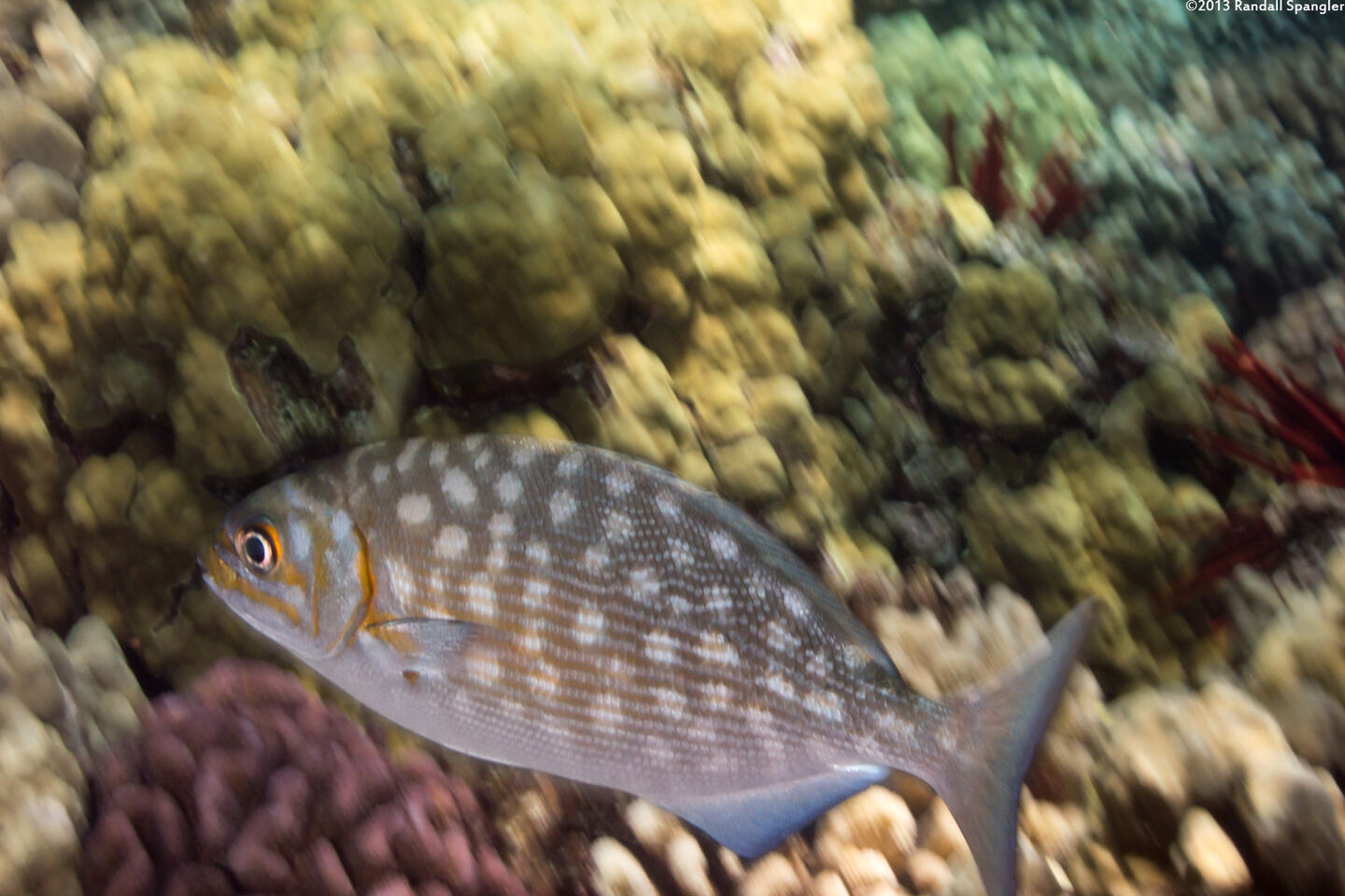 Kyphosus vaigiensis (Brassy Chub)