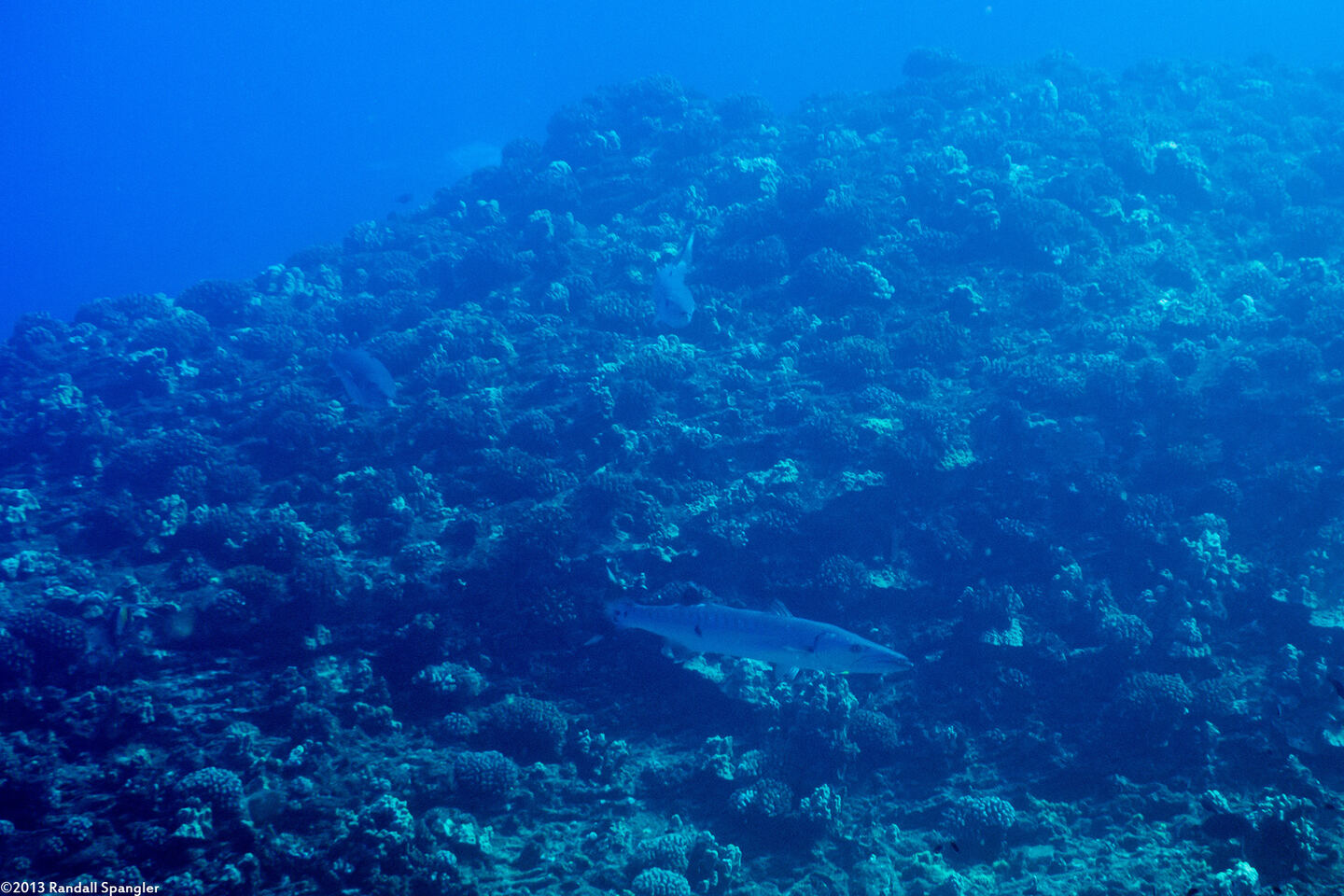 Sphyraena barracuda (Great Barracuda)