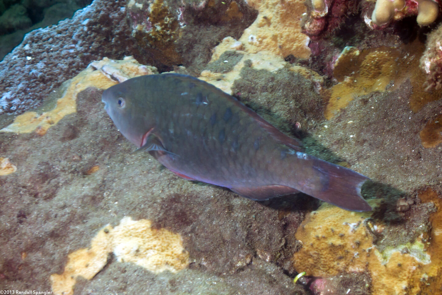 Scarus psittacus (Palenose Parrotfish)