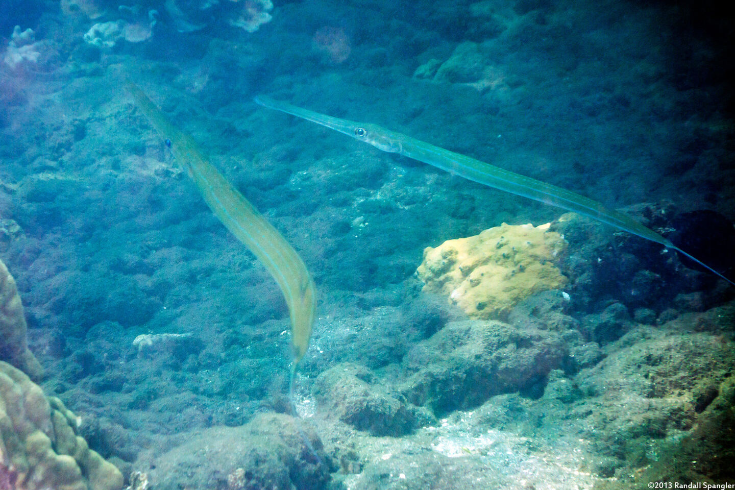 Fistularia commersonii (Bluespotted Cornetfish)