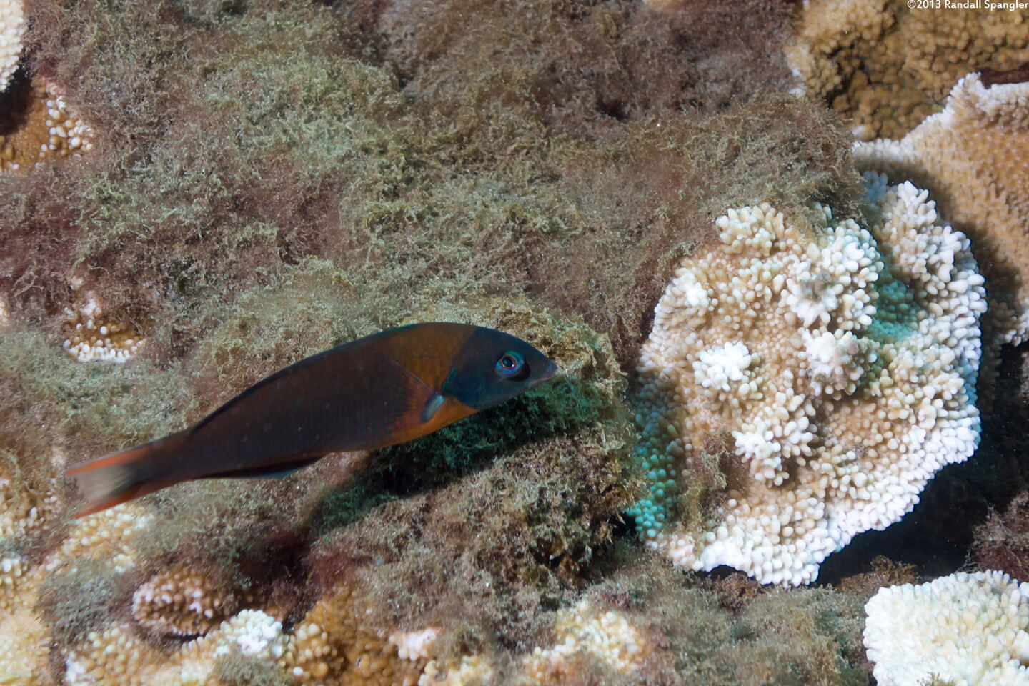 Thalassoma duperrey (Saddle Wrasse)