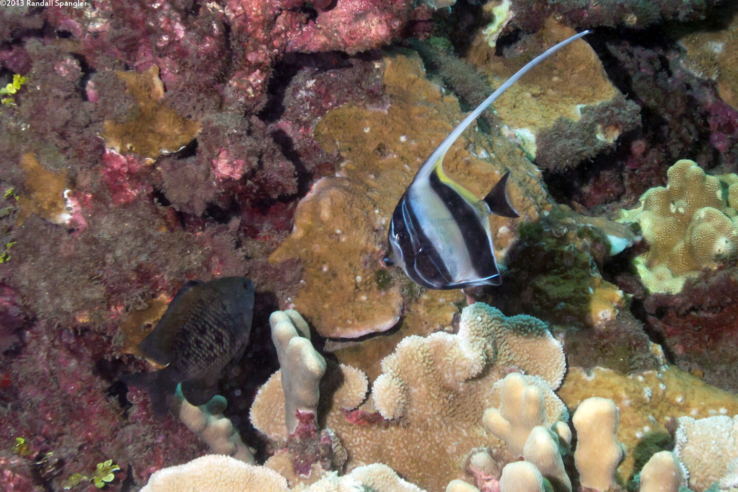 Zanclus cornutus (Moorish Idol)