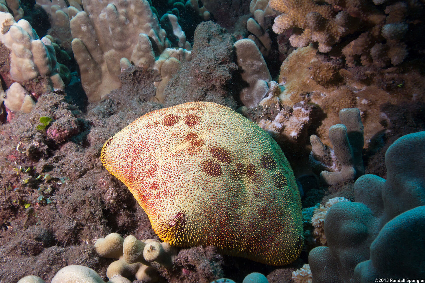Culcita novaeguineae (Cushion Star)