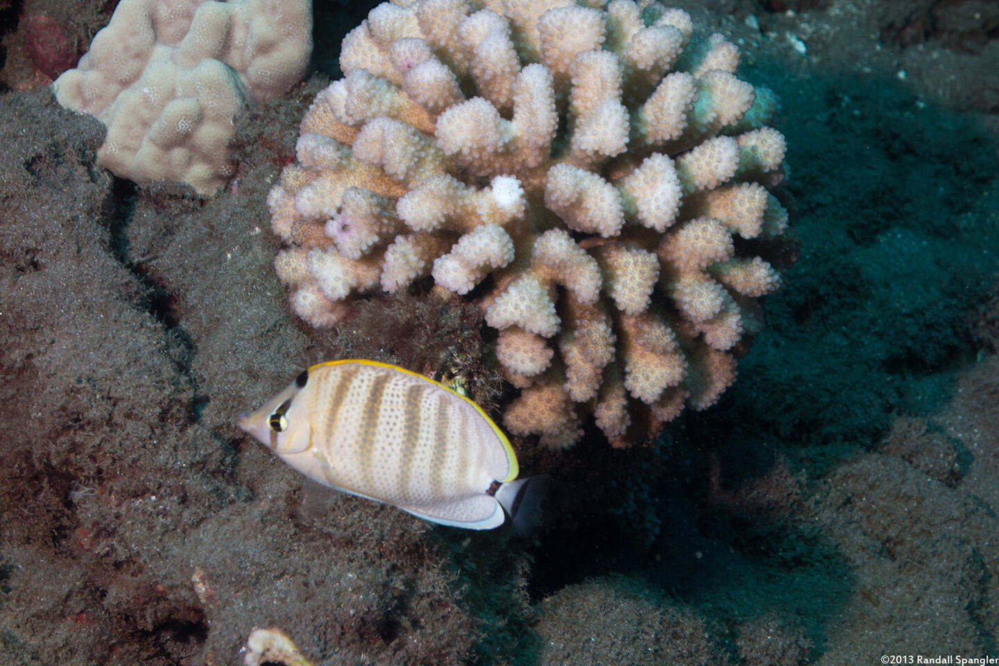 Chaetodon multicinctus (Multiband Butterflyfish)