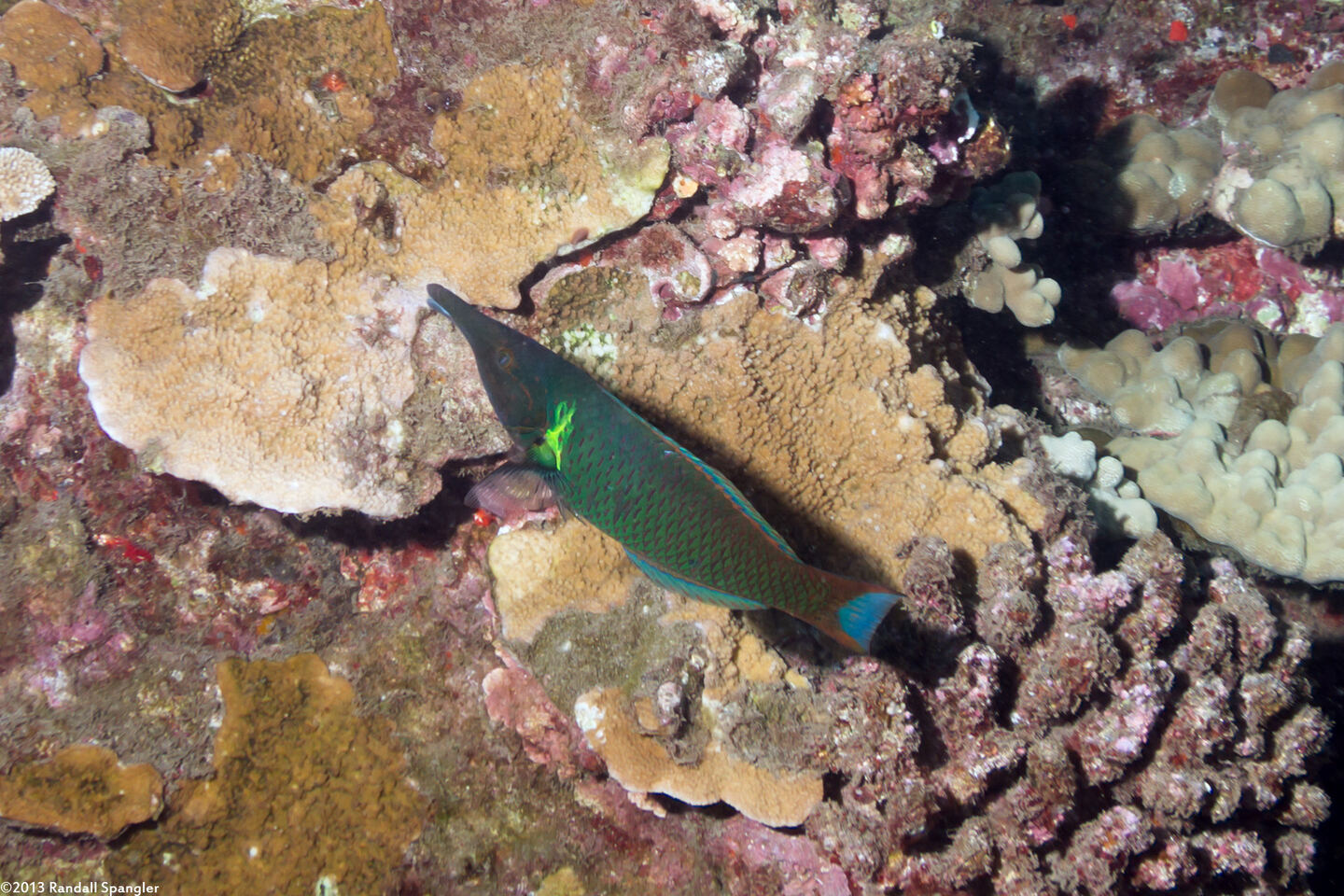 Gomphosus varius (Bird Wrasse)