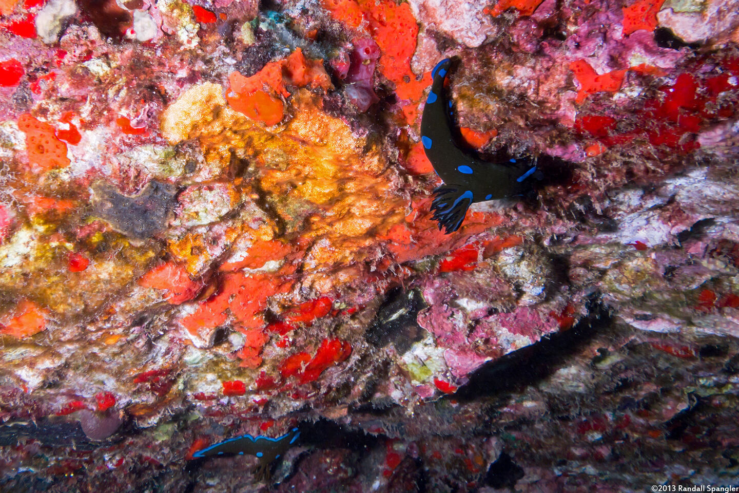 Tambja morosa (Gloomy Nudibranch)