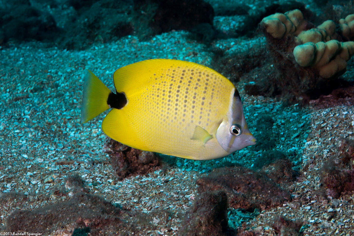 Chaetodon miliaris (Milletseed Butterflyfish)
