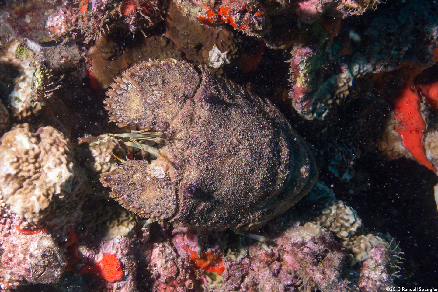 Parribacus antarcticus (Sculptured Slipper Lobster)