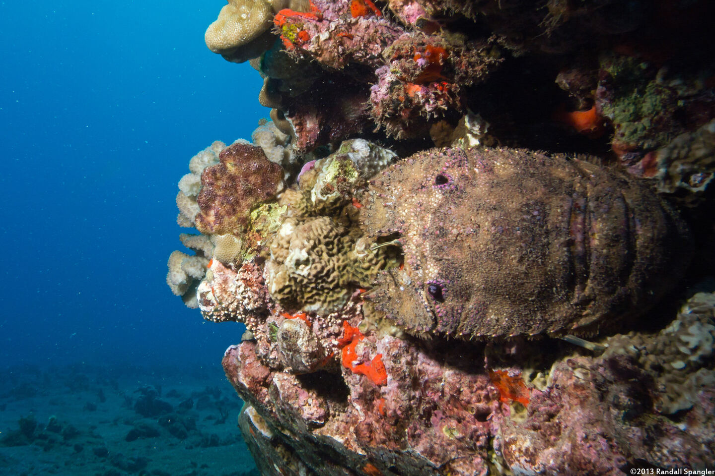 Parribacus antarcticus (Sculptured Slipper Lobster)
