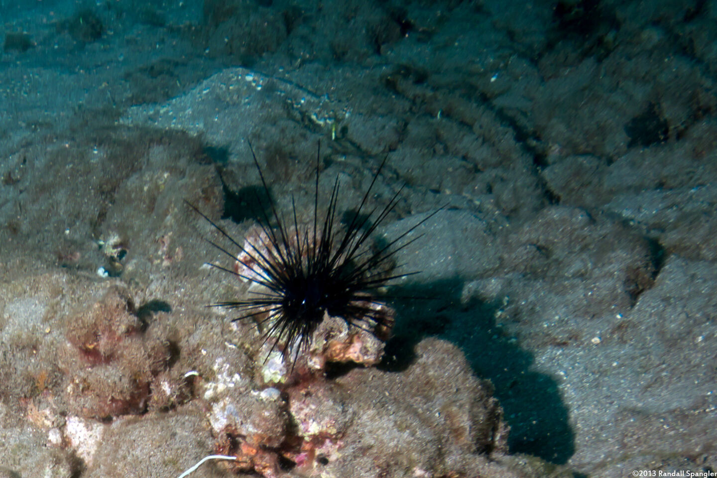 Diadema paucispinum (Long-Spined Urchin)