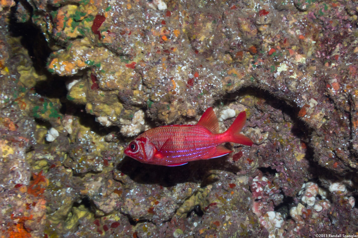 Sargocentron tiere (Bluestripe Squirrelfish)