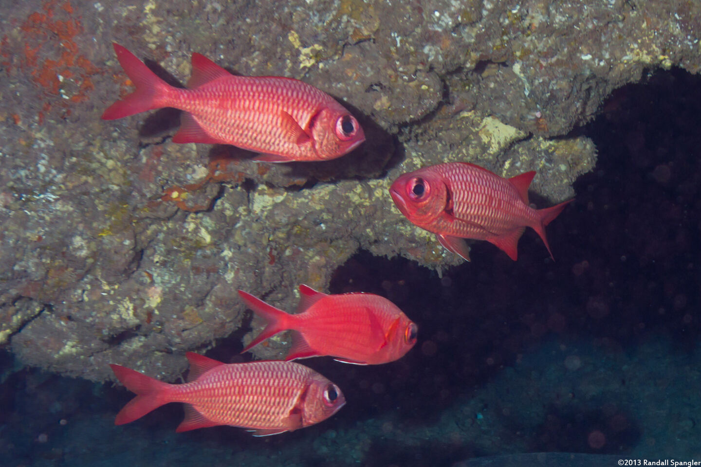 Myripristis amaena (Brick Soldierfish)