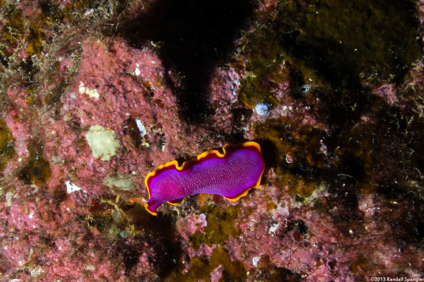 Pseudoceros ferrugineus (Fuchsia Flatworm)