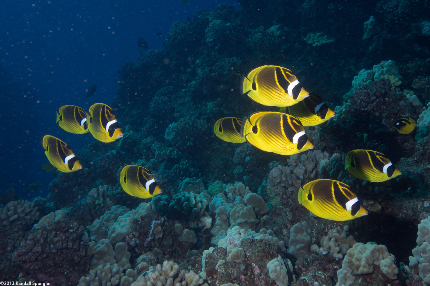 Chaetodon lunula (Raccoon Butterflyfish)