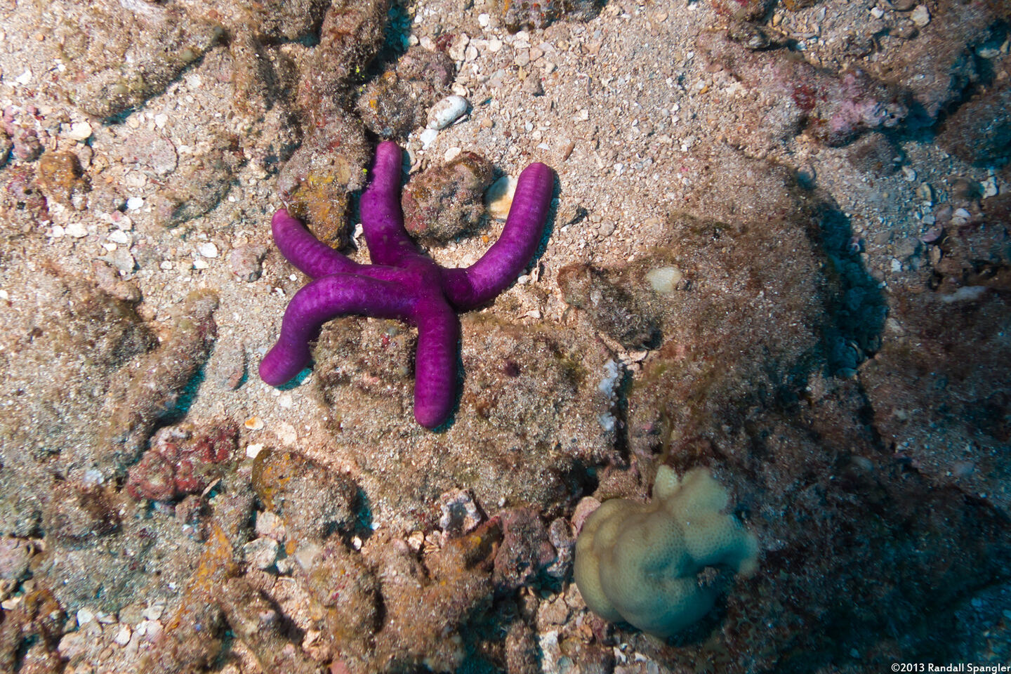 Leiaster leachi (Purple Velvet Star)