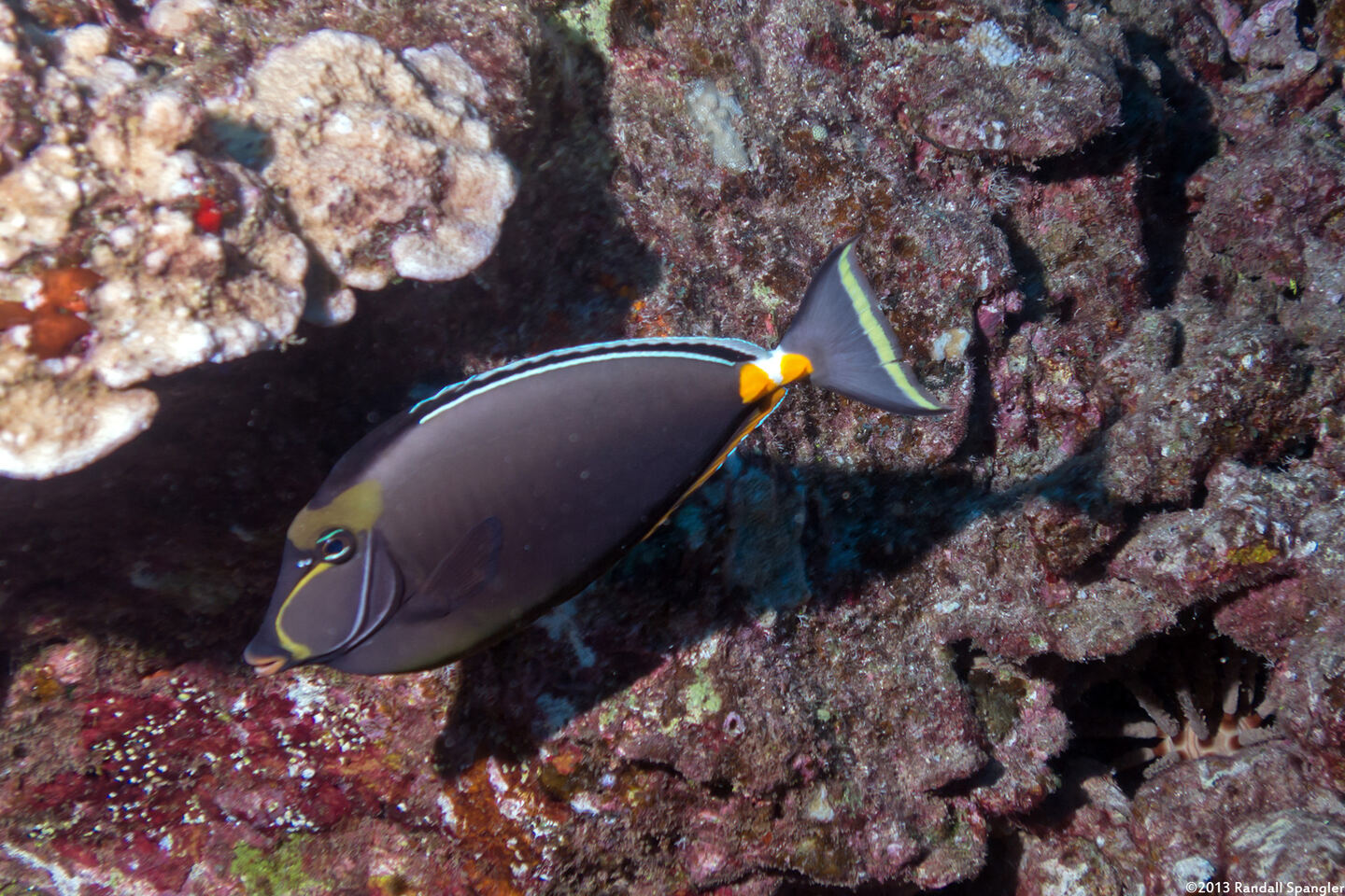 Naso lituratus (Orangespine Unicornfish)