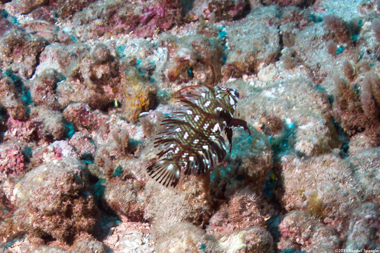 Novaculichthys taeniourus (Rockmover Wrasse)