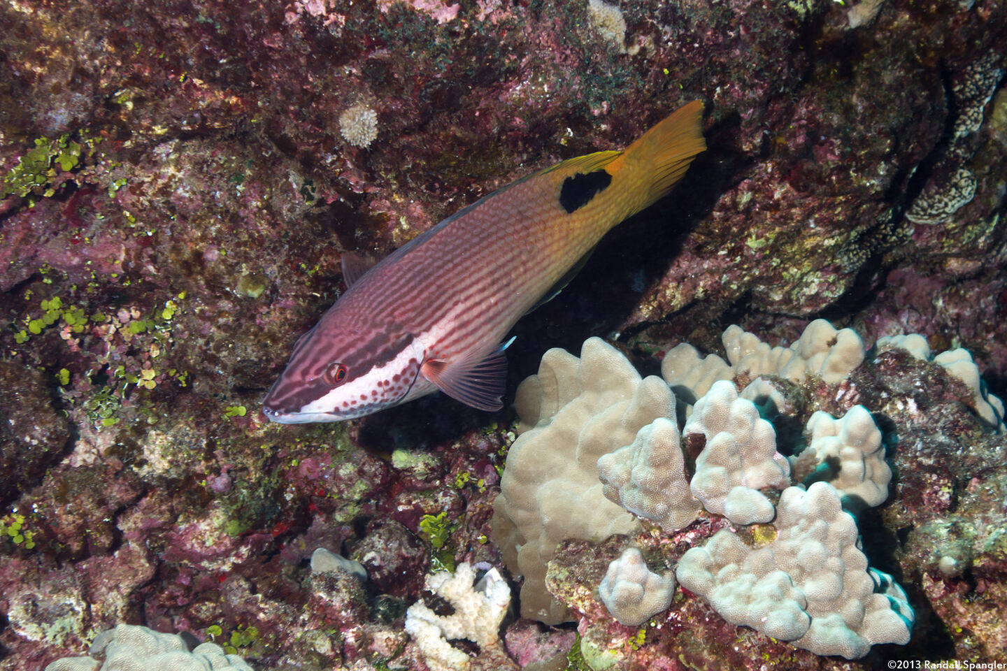 Bodianus albotaeniatus (Hawaiian Hogfish)