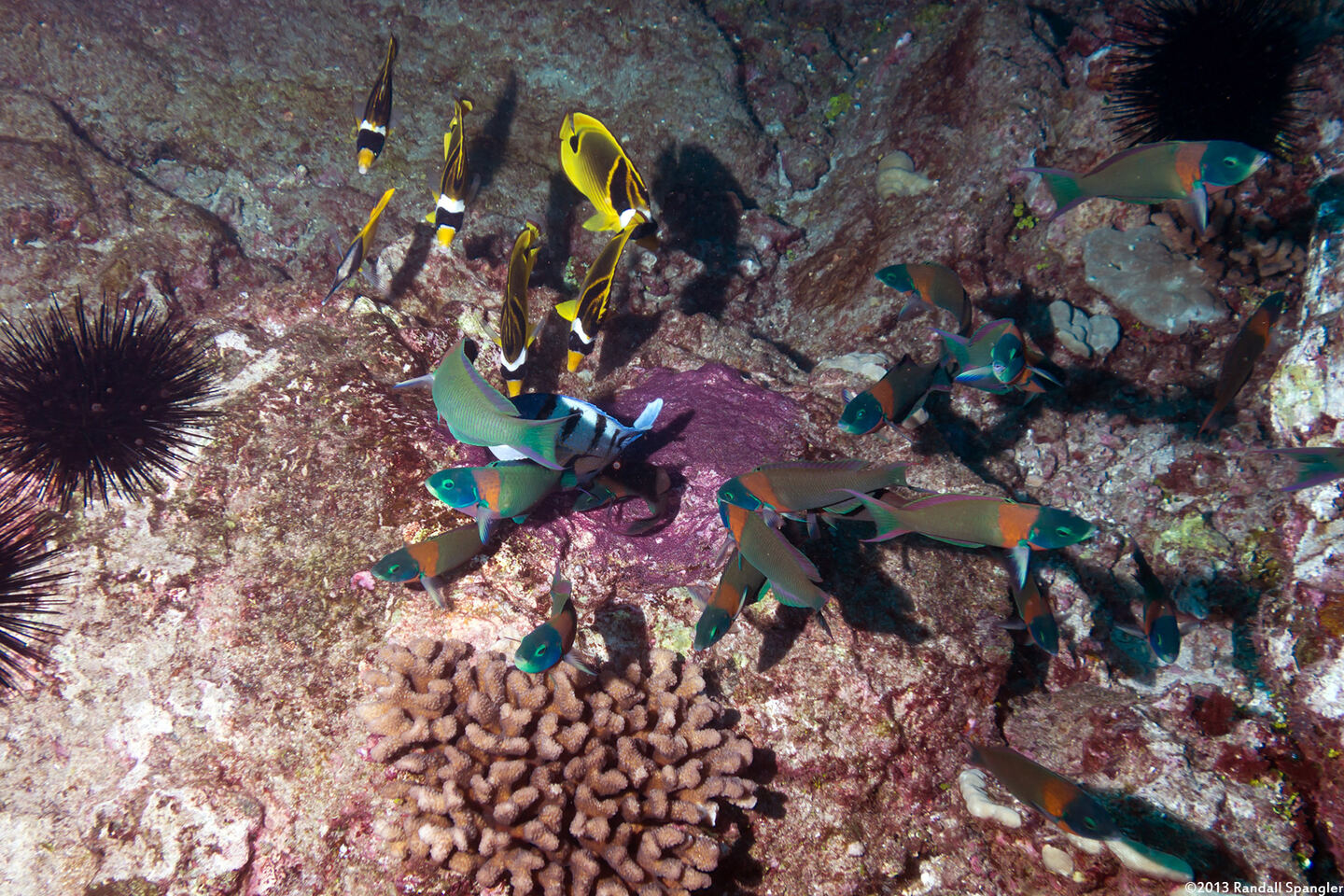 Abudefduf abdominalis (Hawaiian Sergeant); Sergeantfish trying to protect its eggs from other fish