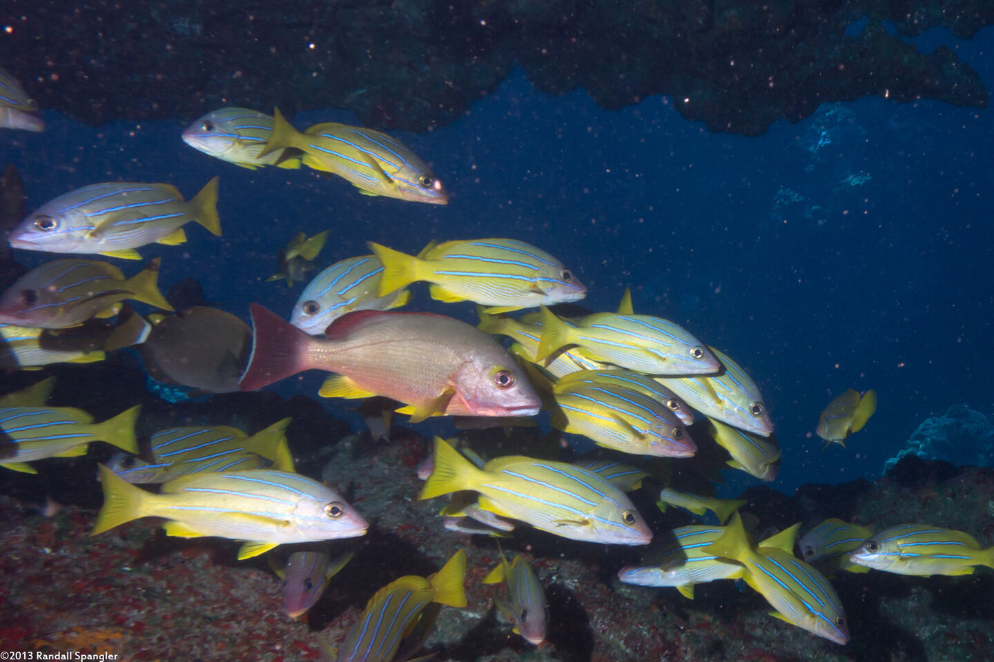 Lutjanus fulvus (Blacktail Snapper)